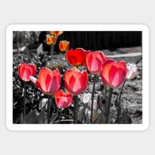 Red Tulips on black and white background Sticker